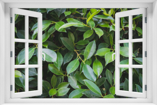 Fototapeta Naklejka Na Ścianę Okno 3D - Green nature leaf abstract background