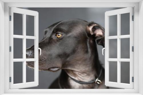 Fototapeta Naklejka Na Ścianę Okno 3D - portrait of a black dog