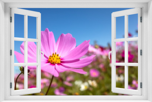 Fototapeta Naklejka Na Ścianę Okno 3D - pink cosmos flowers farm