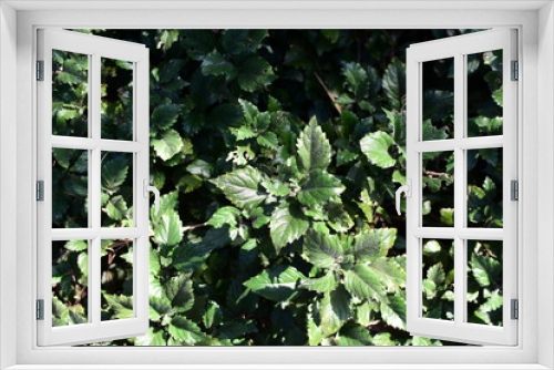 Fototapeta Naklejka Na Ścianę Okno 3D -  nature background of green leaves and textures
