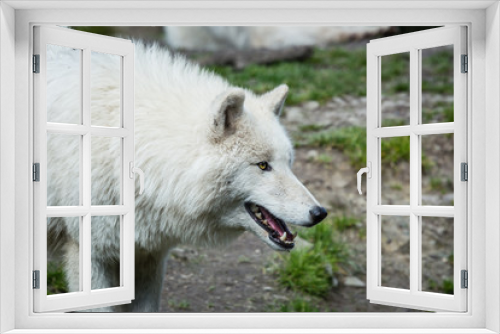 Fototapeta Naklejka Na Ścianę Okno 3D - Tête d'un loup blanc