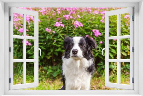 Fototapeta Naklejka Na Ścianę Okno 3D - Outdoor portrait of cute smilling puppy border collie sitting on grass flower background. New lovely member of family little dog gazing and waiting for reward. Pet care and funny animals life concept.