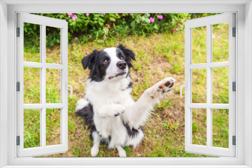 Fototapeta Naklejka Na Ścianę Okno 3D - Outdoor portrait of cute smilling puppy border collie sitting on grass flower background. New lovely member of family little dog jumping and waiting for reward. Pet care and funny animals life concept