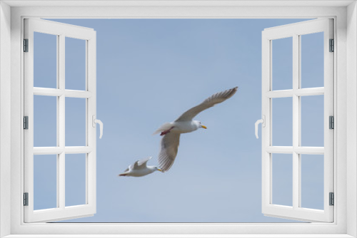 Fototapeta Naklejka Na Ścianę Okno 3D - Seagulls In Flight