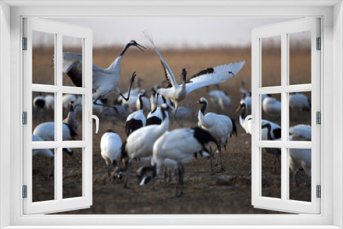 Fototapeta Naklejka Na Ścianę Okno 3D - Red Crowned Crane in Sheyang County, Yancheng City, Jiangsu Province, China