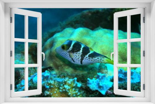 Fototapeta Naklejka Na Ścianę Okno 3D - The amazing and mysterious underwater world of Indonesia, North Sulawesi, Manado, boxfish