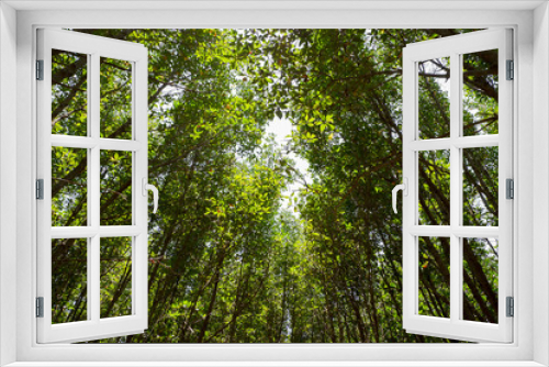 Fototapeta Naklejka Na Ścianę Okno 3D - Many trees in the forest.