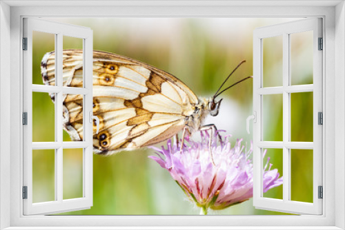 Fototapeta Naklejka Na Ścianę Okno 3D - brown butterfly on a flower