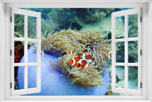 Fototapeta Naklejka Na Ścianę Okno 3D - Clown Anemonefish and anemone on coral reef. Underwater world with corals and tropical fishes