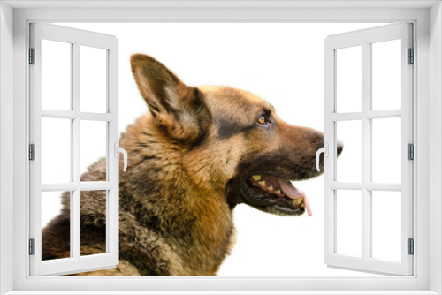 Fototapeta Naklejka Na Ścianę Okno 3D - Profilo Cane