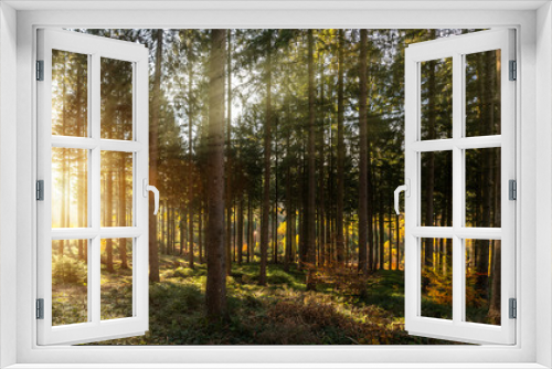 Fototapeta Naklejka Na Ścianę Okno 3D - Silent Forest in spring with beautiful bright sun rays