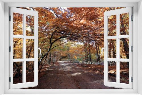 Fototapeta Naklejka Na Ścianę Okno 3D - Autumn in the beech forest