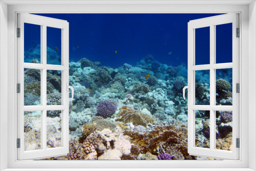 Fototapeta Naklejka Na Ścianę Okno 3D - Кораллы