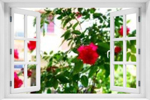 Fototapeta Naklejka Na Ścianę Okno 3D - red flowers in a pot