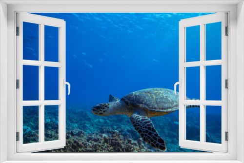 Fototapeta Naklejka Na Ścianę Okno 3D - Hawksbill turtle swims over a Coral reef.