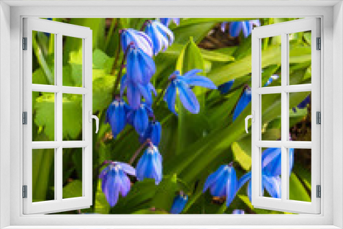 Fototapeta Naklejka Na Ścianę Okno 3D - Blooming in early spring blue-blue flowers of Siberian woodland.