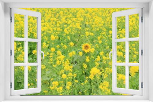 Fototapeta Naklejka Na Ścianę Okno 3D - 南伊豆町日野　菜の花畑に咲くひまわり