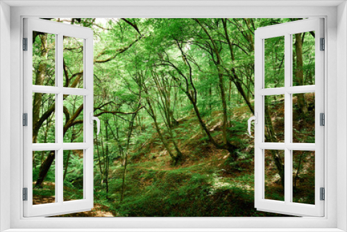 Fototapeta Naklejka Na Ścianę Okno 3D - Old Natural Forest in Autumn Season