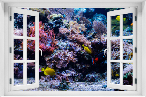 Fototapeta Naklejka Na Ścianę Okno 3D - beautiful underwater world with  tropical fish