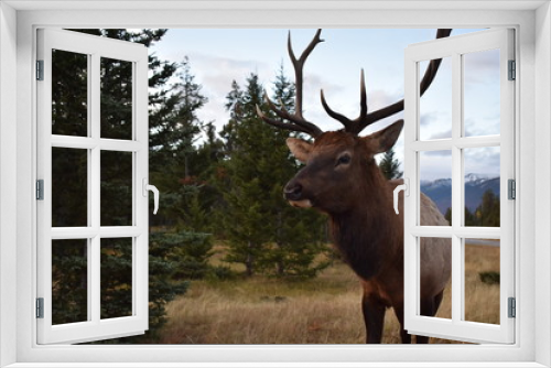 Fototapeta Naklejka Na Ścianę Okno 3D - Elk 