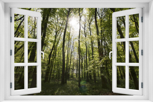 Fototapeta Naklejka Na Ścianę Okno 3D - Sunlit forest
