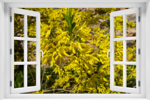 Fototapeta Naklejka Na Ścianę Okno 3D - Forsythia, a garden shrub blooming with beautiful yellow flowers in early spring.