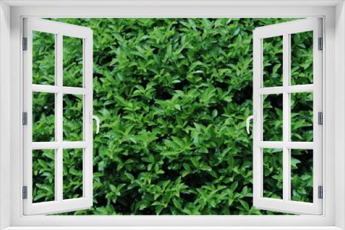 Fototapeta Naklejka Na Ścianę Okno 3D - Arbusto verde natural sin editar 