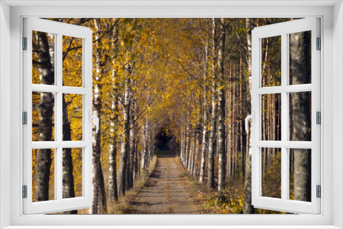 Fototapeta Naklejka Na Ścianę Okno 3D - Avenue in autumn