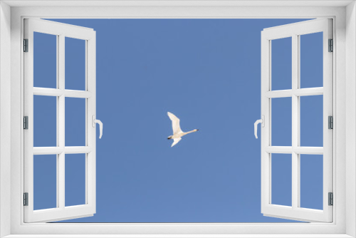 Fototapeta Naklejka Na Ścianę Okno 3D - Flying white swan on a background of blue sky