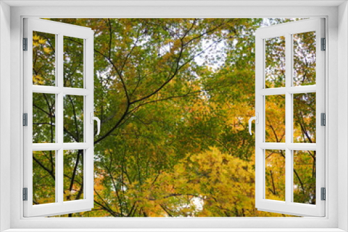 Fototapeta Naklejka Na Ścianę Okno 3D - Gleen and yellow leaves 緑と黄の葉