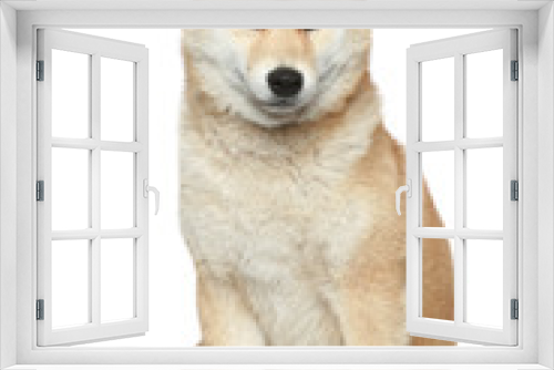 Fototapeta Naklejka Na Ścianę Okno 3D - Shiba inu dog on a white background