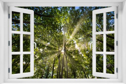 Fototapeta Naklejka Na Ścianę Okno 3D - sun casting beautiful rays of light through the branches in the green spring forest.