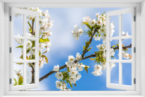 Fototapeta Naklejka Na Ścianę Okno 3D - Cherry Tree In Bloom In April. Closeup