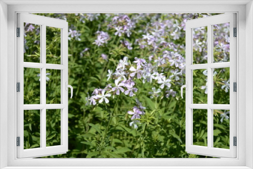 Fototapeta Naklejka Na Ścianę Okno 3D - Closeup phlox divaricata known as wild blue phlox with blurred background in early summer garden