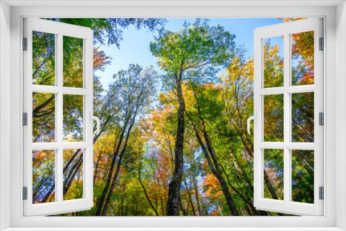 Fototapeta Naklejka Na Ścianę Okno 3D - Autumn landscape in the forest