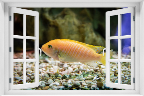 Fototapeta Naklejka Na Ścianę Okno 3D - Colorful bright reef fish. Fish in the aquarium.