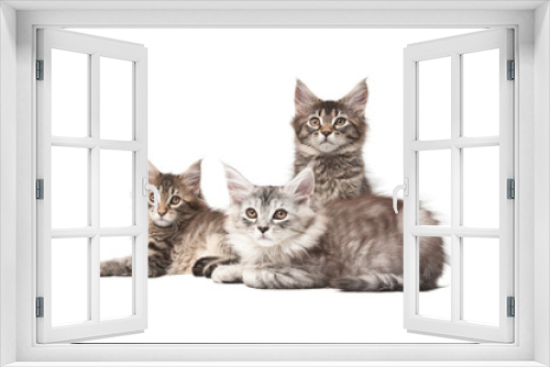 Fototapeta Naklejka Na Ścianę Okno 3D - Group of three kittens