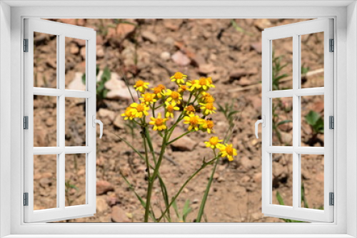 Fototapeta Naklejka Na Ścianę Okno 3D - Wildflowers of Golden Aster bloom in early July at Deer Valley resort near Park city, Utah.