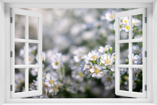 Fototapeta Naklejka Na Ścianę Okno 3D - Soft focus with white daisies, garden daisies White, white daisies close-up, white daisies intersecting with the blue sky