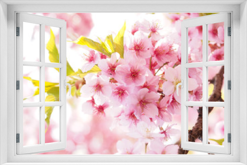 Fototapeta Naklejka Na Ścianę Okno 3D - 満開の大寒桜の咲く日本の春の風景