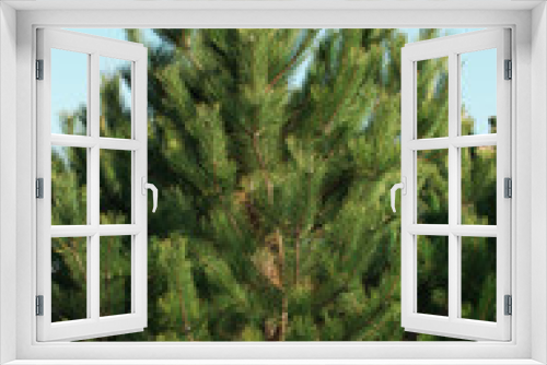 Fototapeta Naklejka Na Ścianę Okno 3D - Young Christmas tree in sunny weather