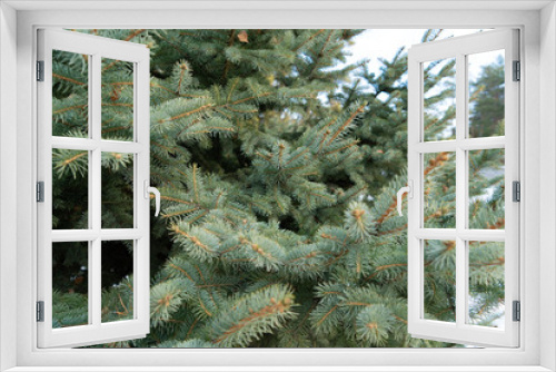 Fototapeta Naklejka Na Ścianę Okno 3D -  texture nature plant tree Christmas tree