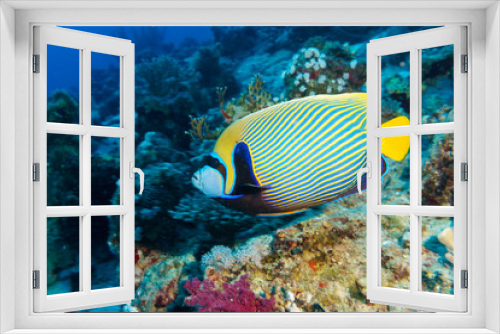 Fototapeta Naklejka Na Ścianę Okno 3D - Imperial angelfish (Pomacanthus imperator) on a coral reef in the Indian ocean.