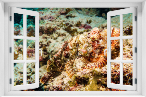 Fototapeta Naklejka Na Ścianę Okno 3D - Scorpion fish is masked on a coral reef in the Indian ocean.