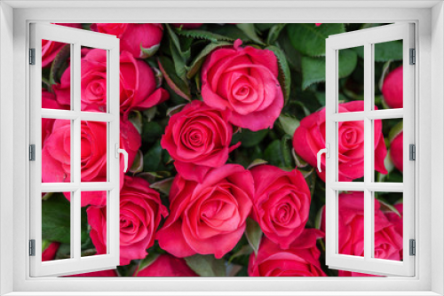 Fototapeta Naklejka Na Ścianę Okno 3D - Close up view of various color red, white and pink blooming roses backdrop at florist. Vivid Pantone flower in bloom. Blossom roses for Valentine day.