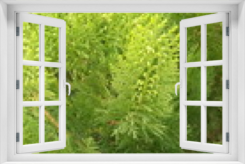 Fototapeta Naklejka Na Ścianę Okno 3D - ferns in the forest