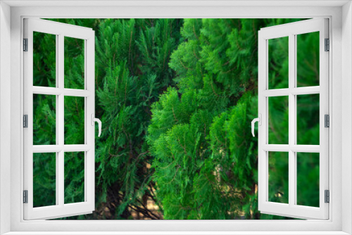 Fototapeta Naklejka Na Ścianę Okno 3D - Natural photos of pine trees and sunset light