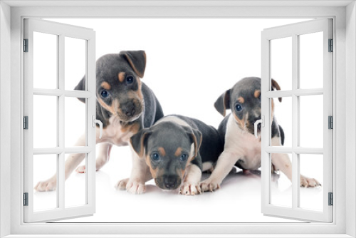 Fototapeta Naklejka Na Ścianę Okno 3D - puppies brazilian terrier in studio