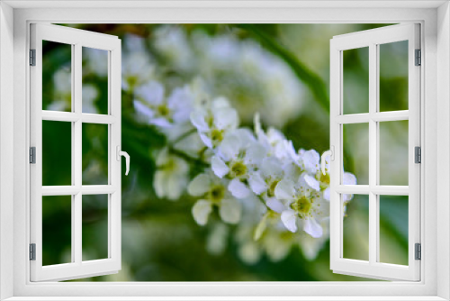 Fototapeta Naklejka Na Ścianę Okno 3D - White branch of cherry blossoms on a blurred background.