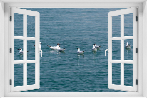 Fototapeta Naklejka Na Ścianę Okno 3D - Seagulls floating on calm sea water surface. Flock of seagulls in blue water on bright sunny day
